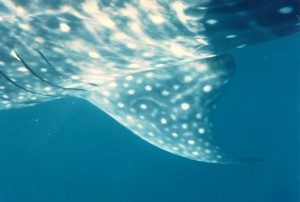 Whaleshark - fishing charters - offshore - Tavernier