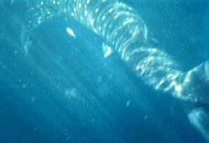 whale shark - cobia - fishing charters - offshore - Plantation Key