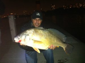 Golden Drum (In the Redfish Family)