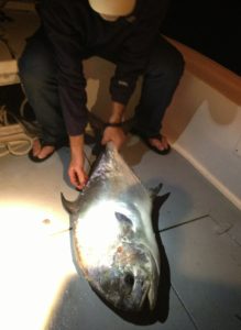 permit - Tavernier-backcountry - fishing charters