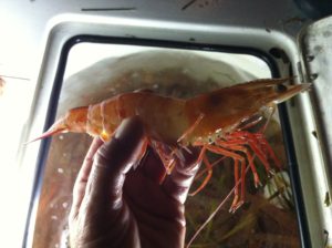 shrimping - Key Largo - backcountry - fishing charters