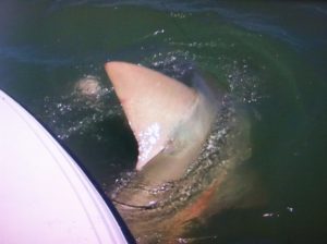 sawfish - Tavernier - backcountry - fishing charters