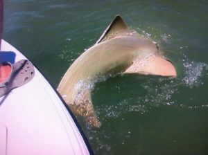 sawfish - Plantation - backcountry - fishing charters - fishing guide