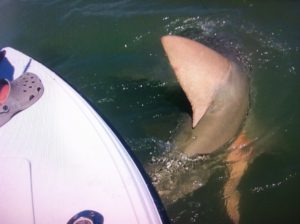 sawfish - Tavernier - backcountry - fishing charters - fishing trips