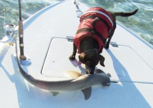 Dog with Bonnethead