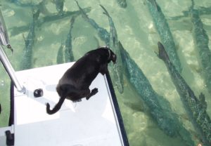 Dog with school of tarpon