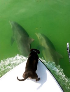 Dog with two Dolphins