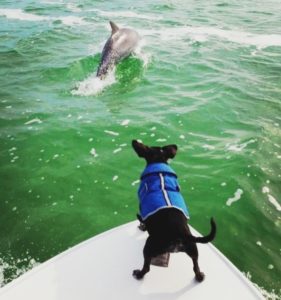 Dog with Dolphins