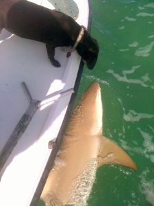 shark fishing - Key Largo - fishing guides - backcountry