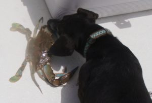 Dog with crab