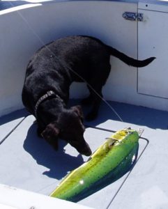 Dog with Mahi