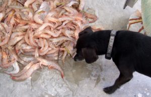 Dog with shrimp