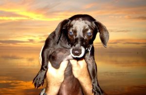 Dog and a Florida Keys sunset