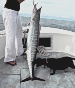 Dog with Wahoo