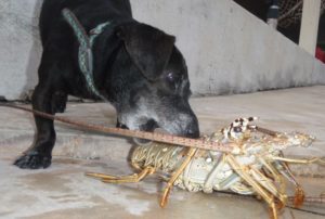 Dog with lobster