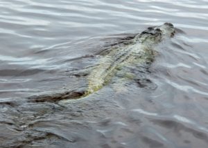 Flamingo - redfish - fishing guides - back country