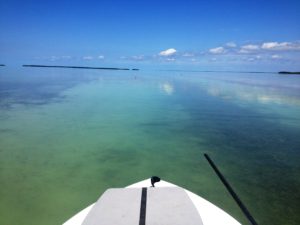 Backcountry - charters - fishing guides - Tavernier