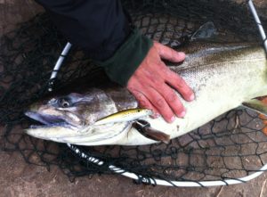 Beautiful and clean Michigan king salmon