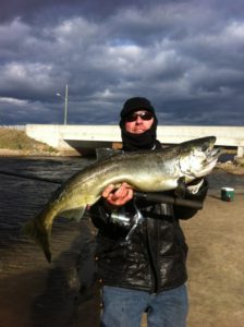 Female King salmon expelling her roe. We released her.