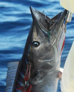 high speed fishing - wahoo