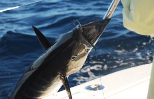 Wahoo - Charter Fishing