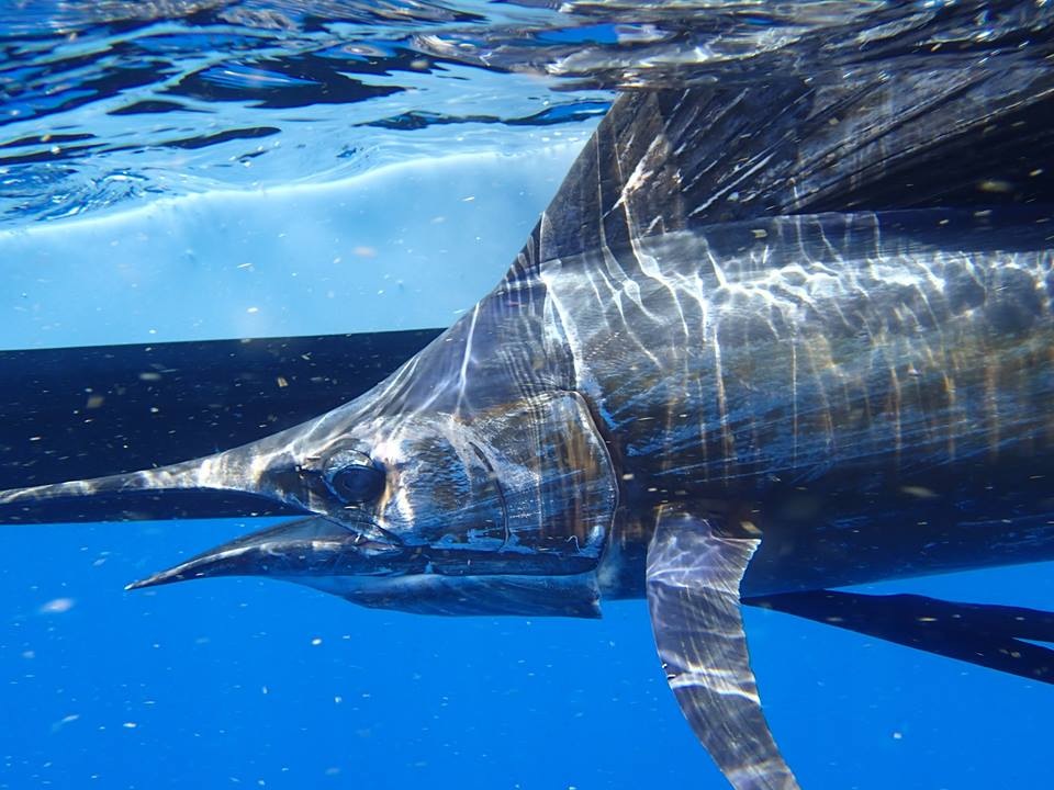 underwater photography - sailfish - sportfish - Islamorada