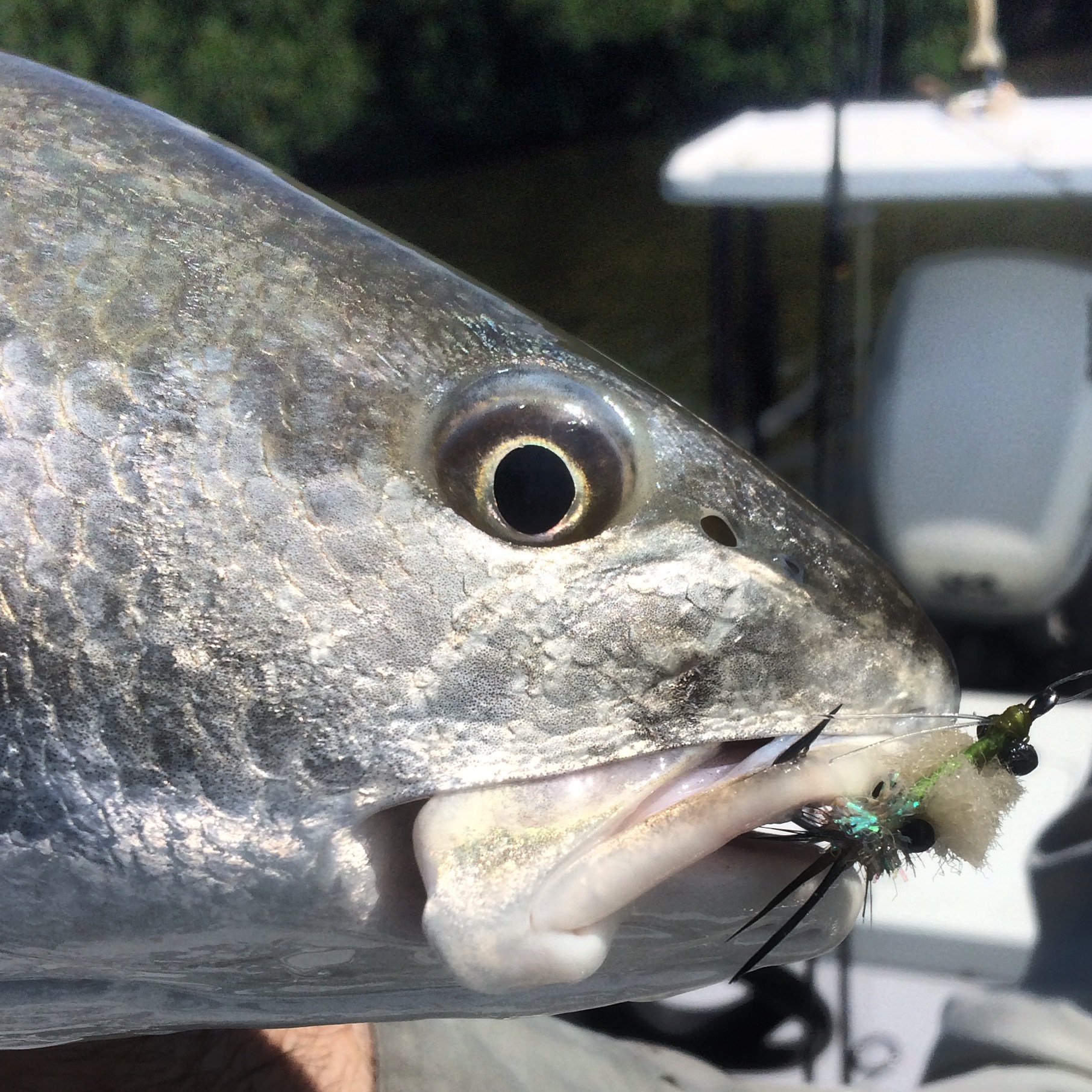 redfish - backcountry - tavernier - fly fishing