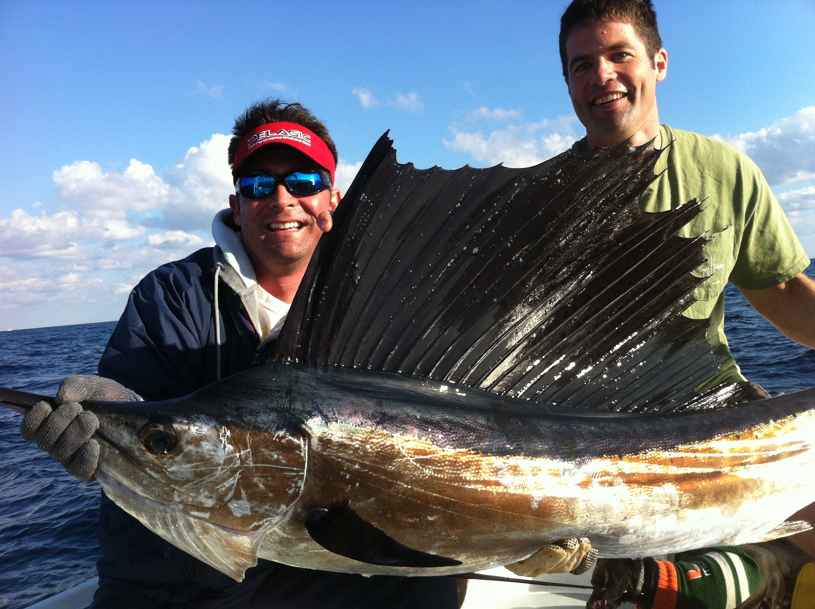 sailfish - islamorada - offshore fishing - catch and release