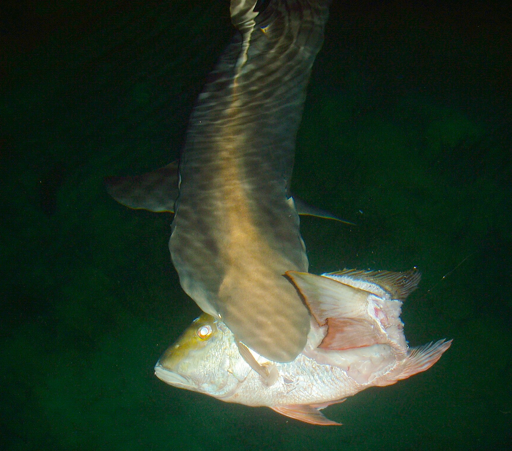 A Reef Shark Grabbing one of Our Cleaned Snapper