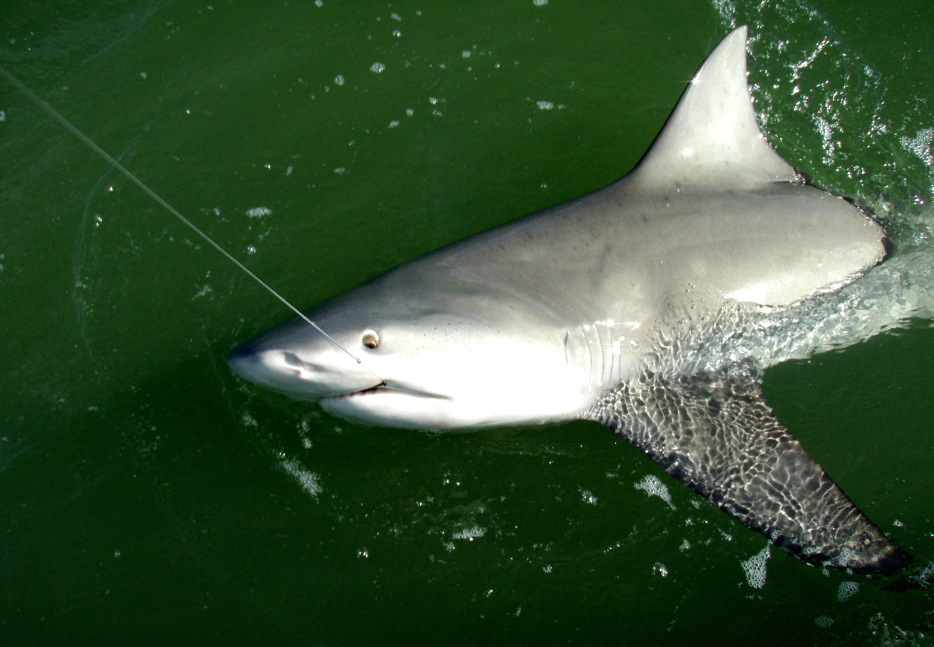 A Healthy Bull Shark from IN the Boat