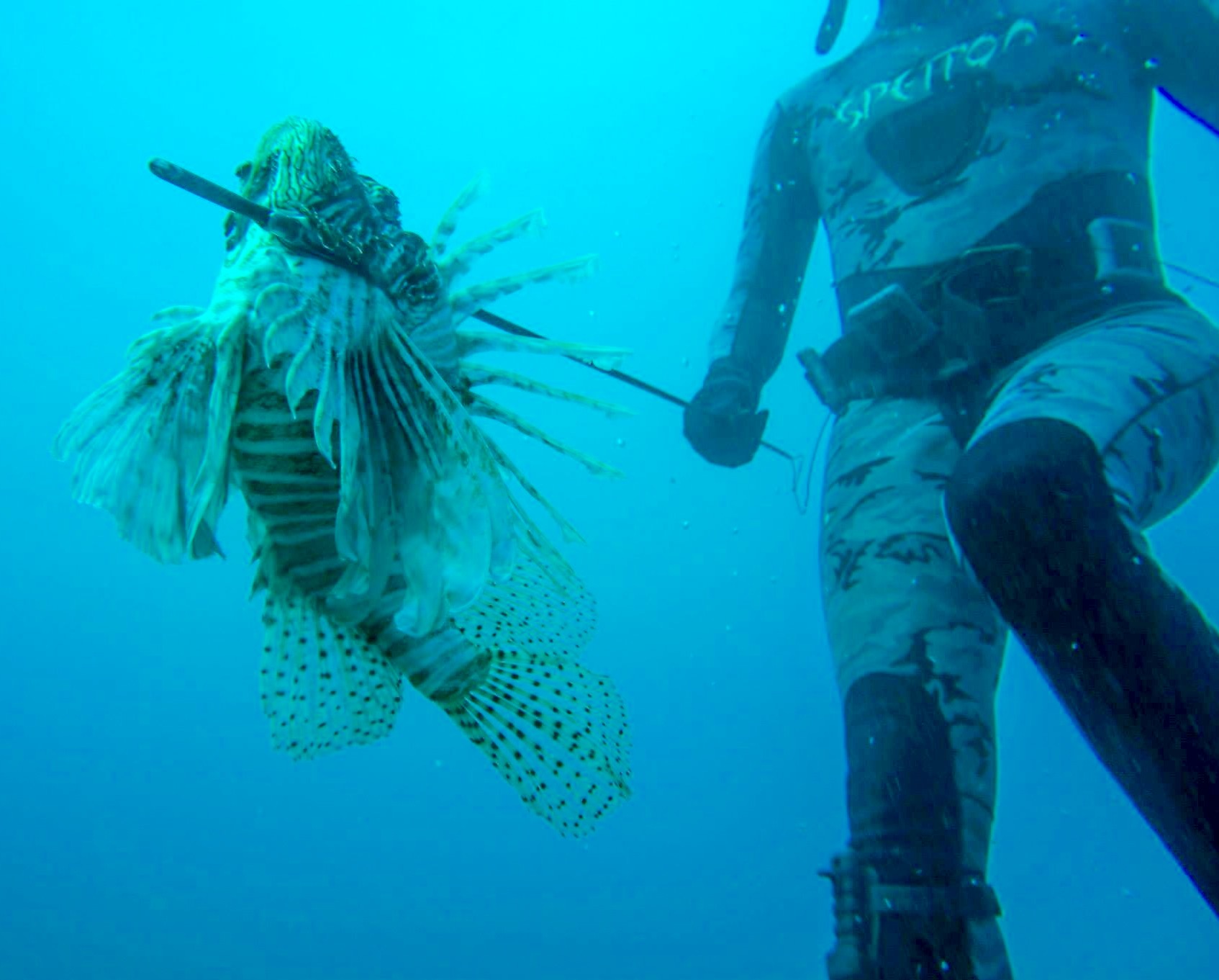 The Dangerous and Invasive Yet Delicious Lionfish