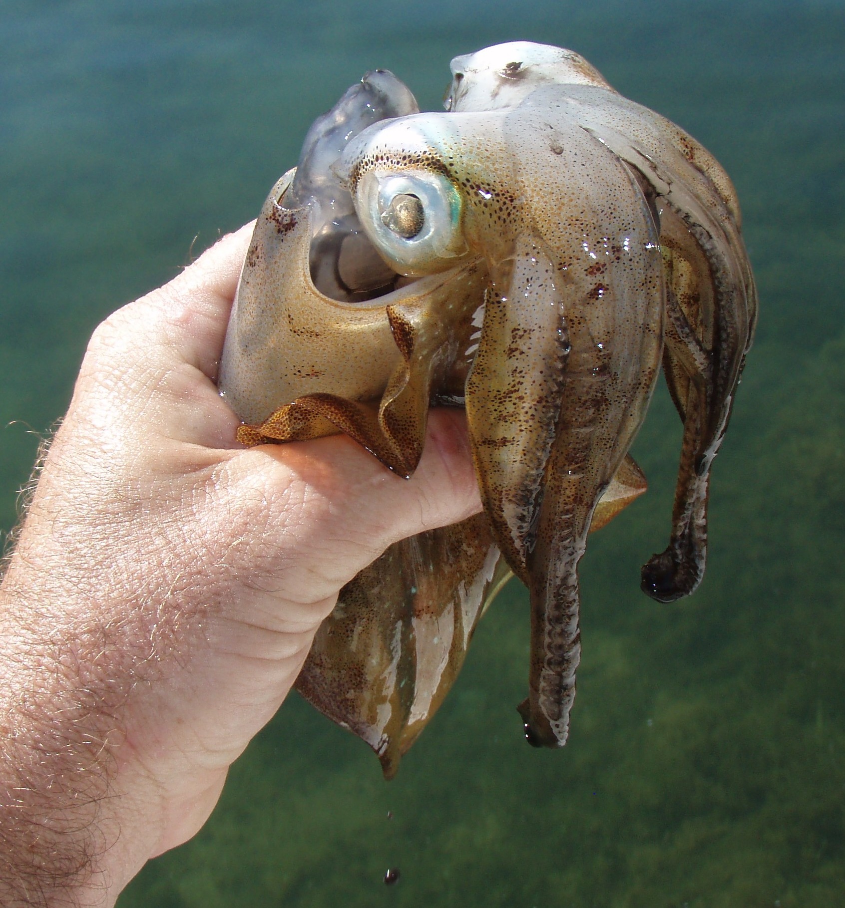 squid - fishing - spearfishing - Islamorada - 2009