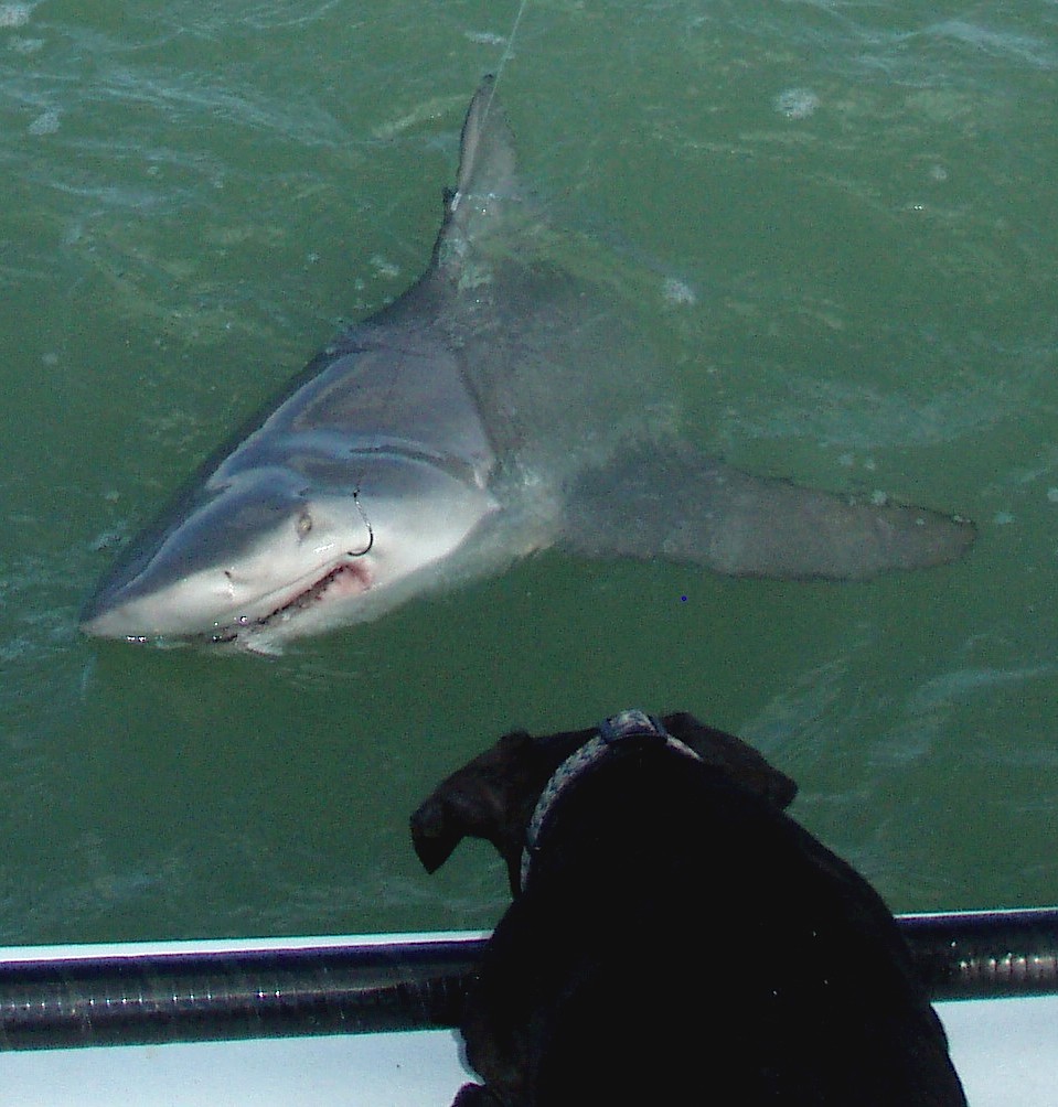 Lola the Dog and the Bull Shark