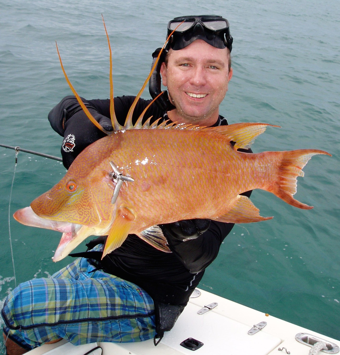 Now this is a massive Hog Snapper !  Cool fish, Saltwater fishing, Hogfish