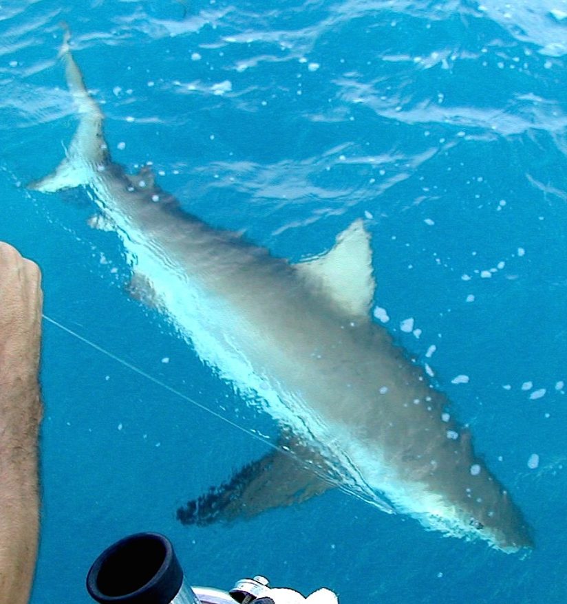 Heart-stopping moment great white shark leaps out of water to