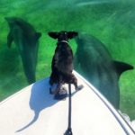 Dolphins - dogs - pets - key largo - boating - 2013