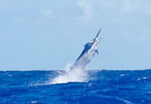 hooked - marlin - catch and release - bimini
