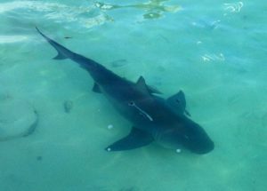 shark - tavernier - fishing - bull shark