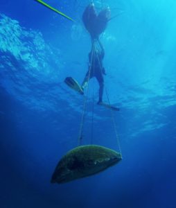 diving - reef - Key Largo - scuba
