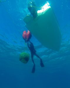 boat - fish - diving - tavernier